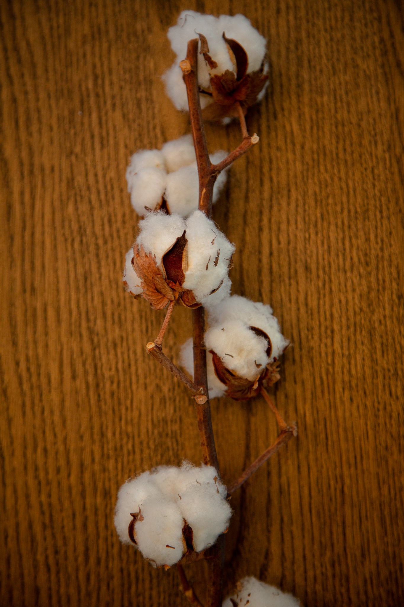 Tiges de fleurs de coton (En trio)
