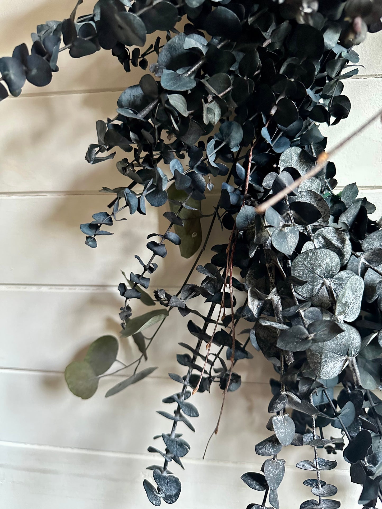 Couronne d'eucalyptus séché (Vert givré)