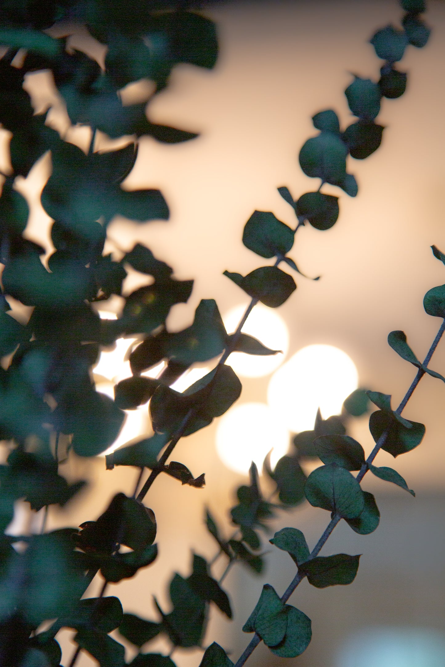 Bouquet eucalyptus vert (Grand)