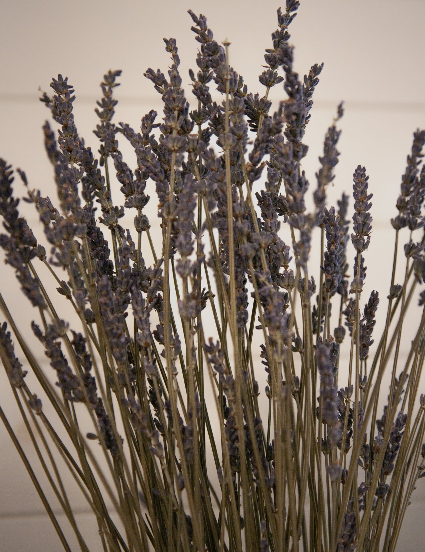 Bouquet de lavande