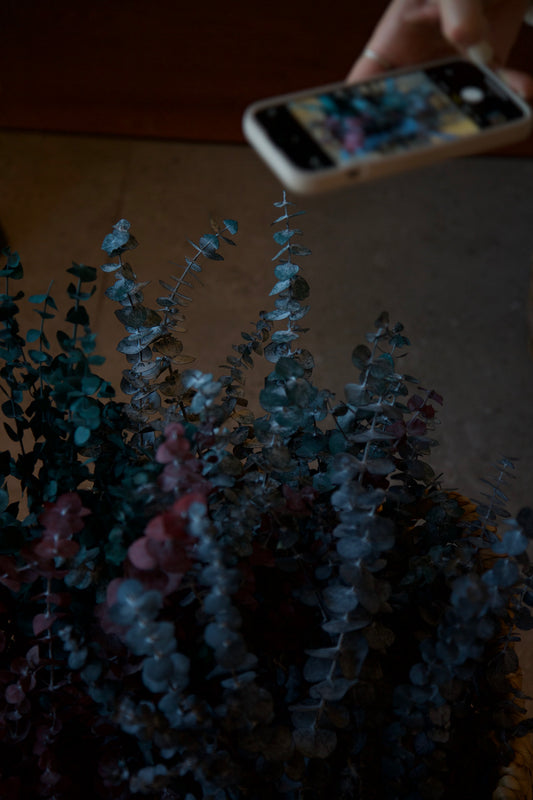 Bouquet eucalyptus bleu (Grand)