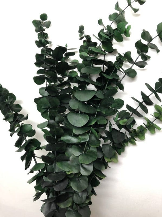 Bouquet eucalyptus vert (Grand)